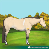 Horse Color:Buckskin Dun Tobiano 