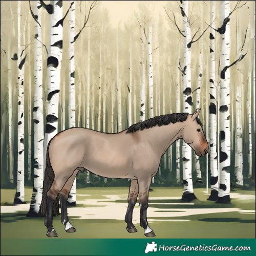 Horse Color:Bay Dun 