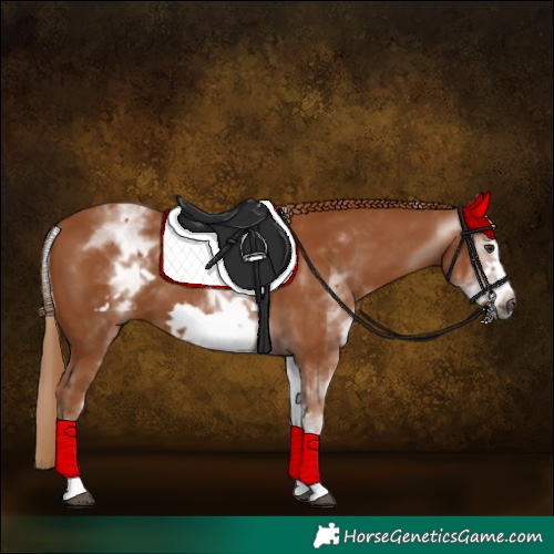 Horse Color:Gray White Spotted Chestnut Frame 