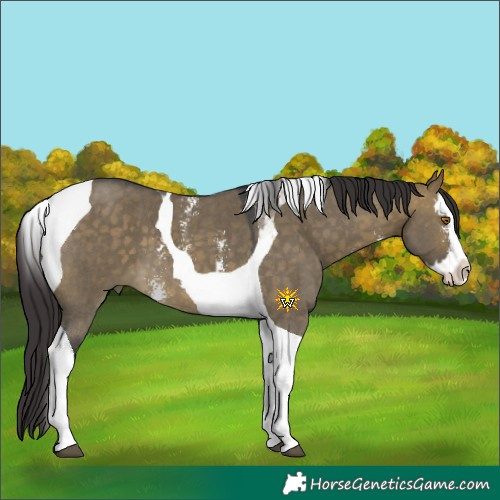 Horse Color:Buckskin Dun Sabino Splash Tobiano 