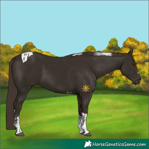 Horse Color:Liver Chestnut Tobiano  and Liver Chestnut Tobiano 