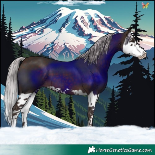 Horse Color:Silver Brown Splash 
