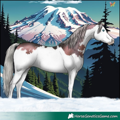Horse Color:Silver Brown Splash