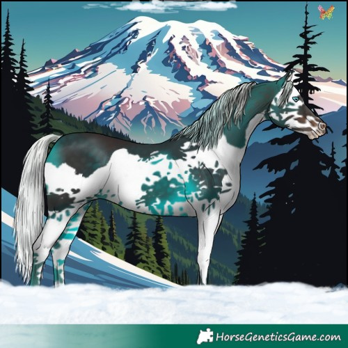 Horse Color:Silver Brown Splash
