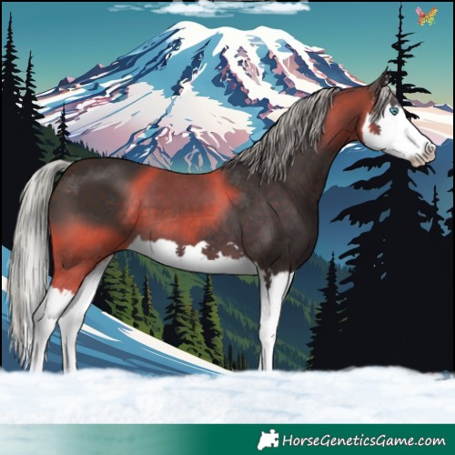 Horse Color:Silver Brown Splash