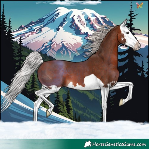 Horse Color:Silver Bay Splash 