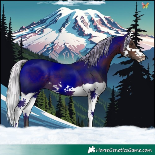 Horse Color:Silver Brown Splash