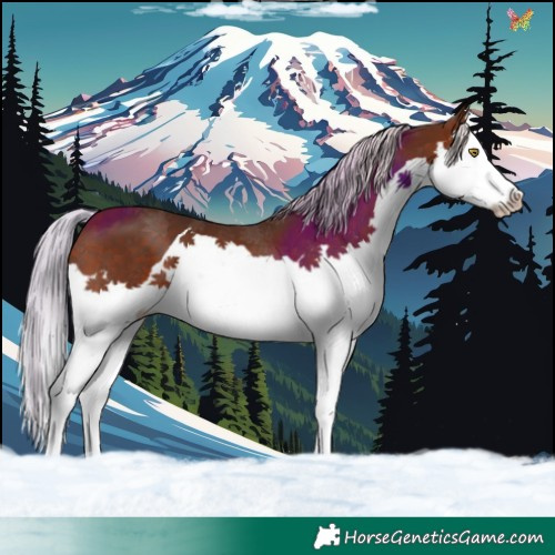 Horse Color:Silver Brown Splash