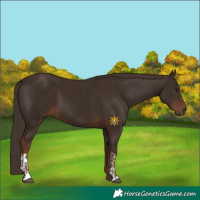 Horse Color:Liver Chestnut  and Liver Chestnut 
