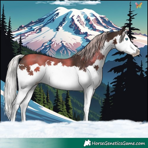 Horse Color:Silver Brown Splash 