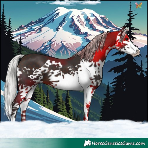 Horse Color:Silver Brown Splash 