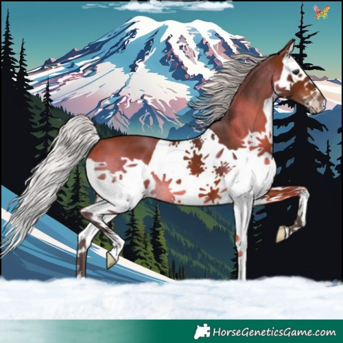 Horse Color:Silver Bay Splash