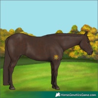 Horse Color:Liver Chestnut and Liver Chestnut