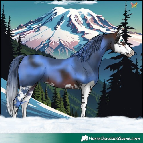 Horse Color:Brown Splash