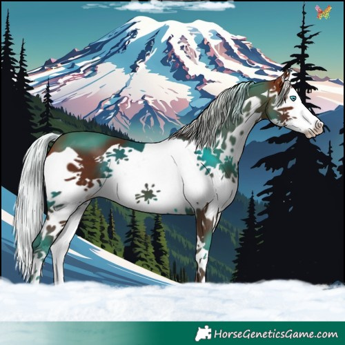 Horse Color:Silver Bay Splash 