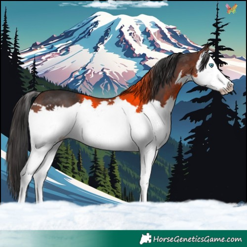 Horse Color:Brown Splash