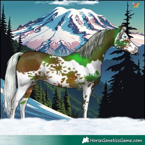 Horse Color:Silver Bay Splash