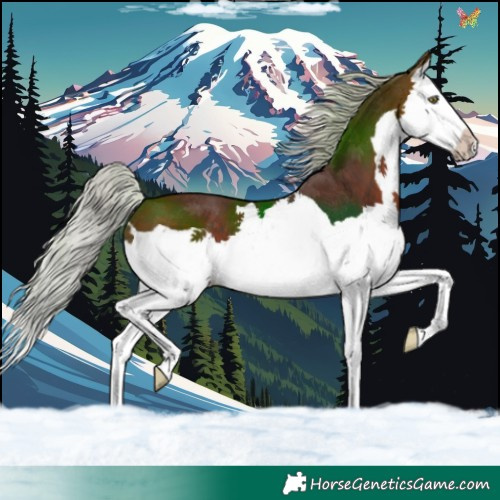 Horse Color:Silver Brown Splash 