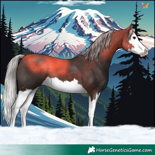 Horse Color:Silver Brown Splash 