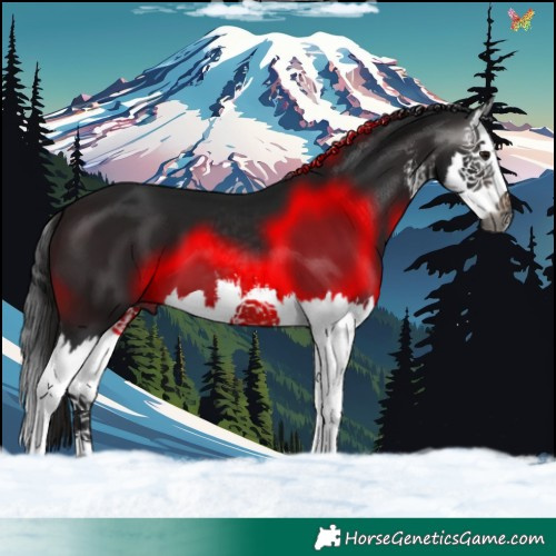 Horse Color:Gray White Spotted Brown Splash 