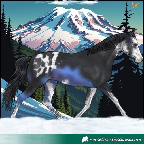 Horse Color:White Spotted Brown Appaloosa