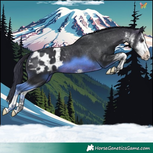 Horse Color:White Spotted Brown Appaloosa 
