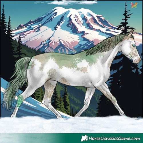 Horse Color:Watercolor Buckskin Splash Appaloosa