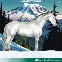 Horse Color:Watercolor Buckskin Splash Appaloosa