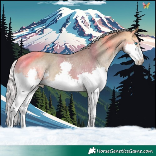 Horse Color:Silver Buckskin Splash Appaloosa 