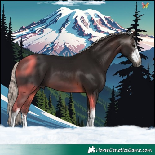 Horse Color:Gray White Spotted Silver Brown