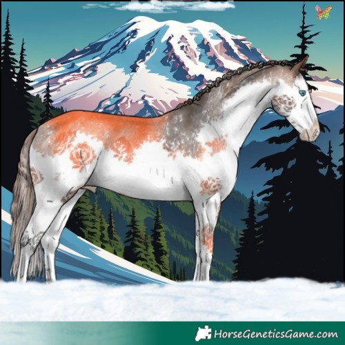 Horse Color:White Spotted Bay Splash Varnish 