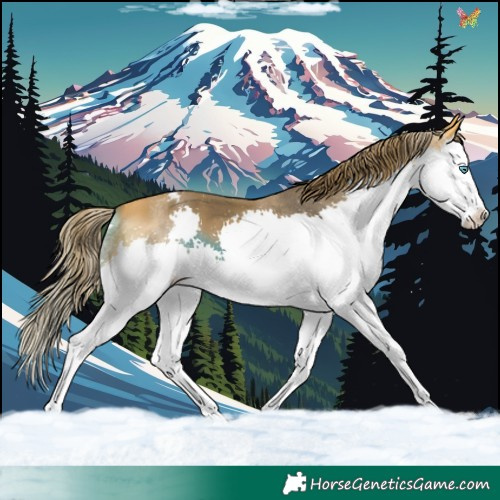 Horse Color:White Spotted Buckskin Splash Appaloosa 