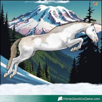 Horse Color:White Spotted Buckskin Splash Appaloosa 