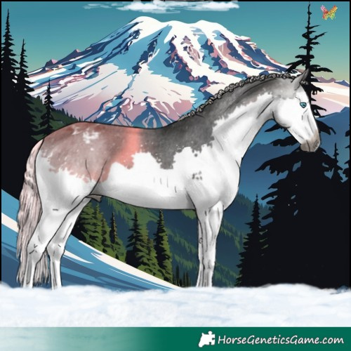 Horse Color:Gray Silver Buckskin Splash Varnish 