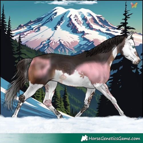 Horse Color:Gray White Spotted Bay Splash
