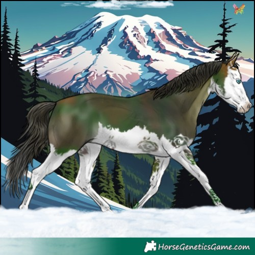 Horse Color:White Spotted Bay Splash 