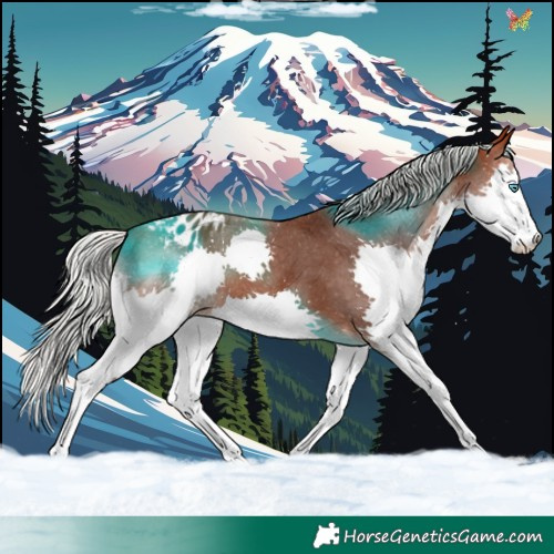 Horse Color:Silver Brown Splash Appaloosa