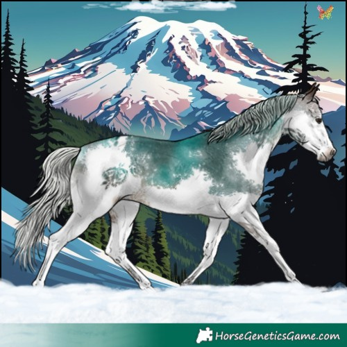 Horse Color:Gray Silver Brown Splash Appaloosa