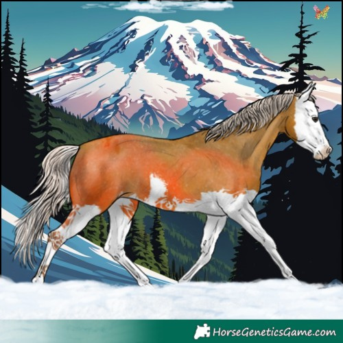 Horse Color:White Spotted Silver Bay Splash Appaloosa