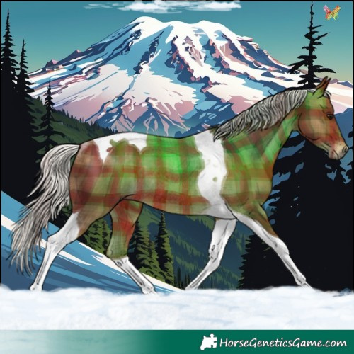 Horse Color:Plaid  Silver Brown Tobiano Rabicano 