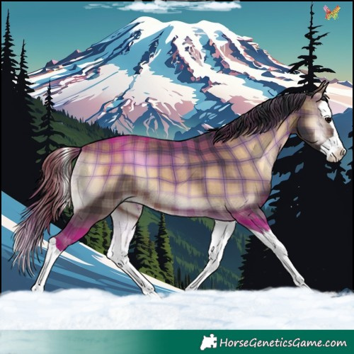 Horse Color:Plaid Bay Onyx Splash