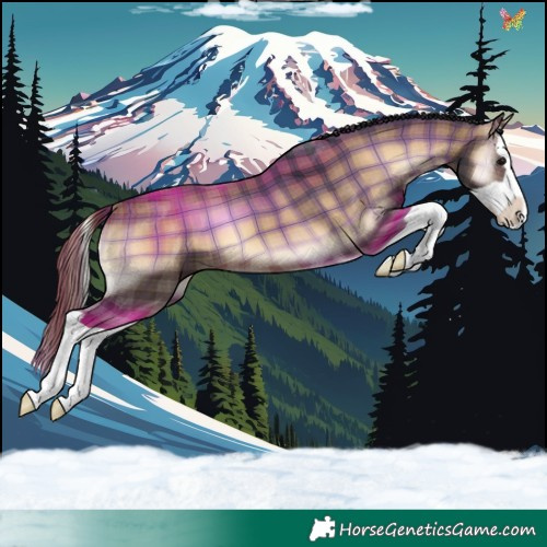 Horse Color:Plaid  Bay Onyx Splash 