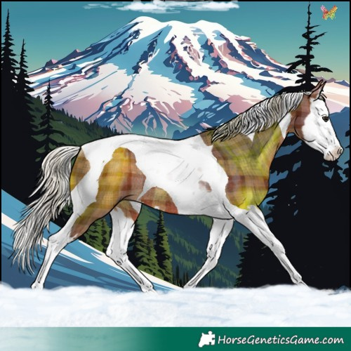 Horse Color:Plaid  Silver Brown Splash Tobiano Rabicano 