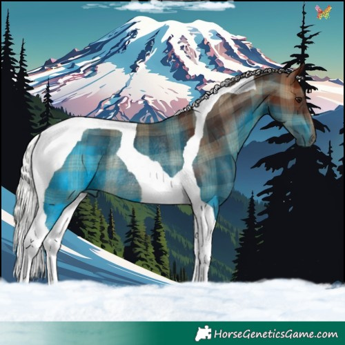 Horse Color:Plaid  Silver Brown Tobiano Rabicano 