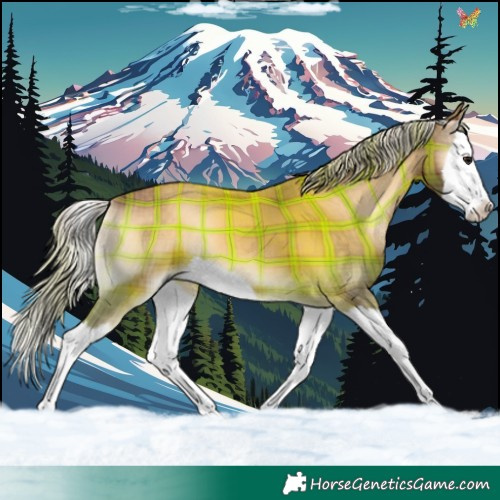 Horse Color:Plaid  Silver Bay Onyx Splash 