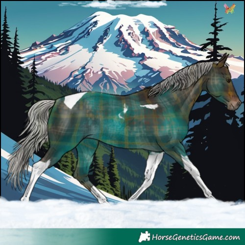 Horse Color:Plaid  Silver Brown Tobiano Rabicano 
