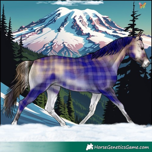 Horse Color:Plaid  Bay Onyx 