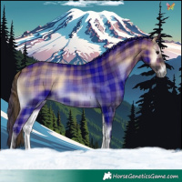 Horse Color:Plaid Bay Onyx