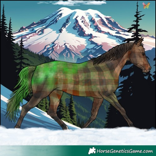 Horse Color:Plaid Bay