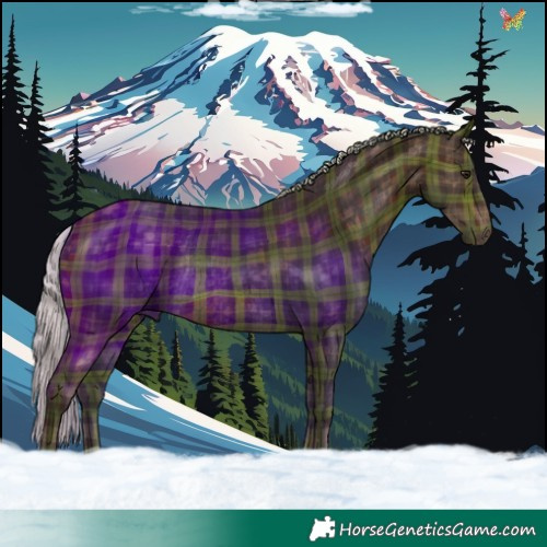 Horse Color:Plaid  Silver Brown Rabicano 